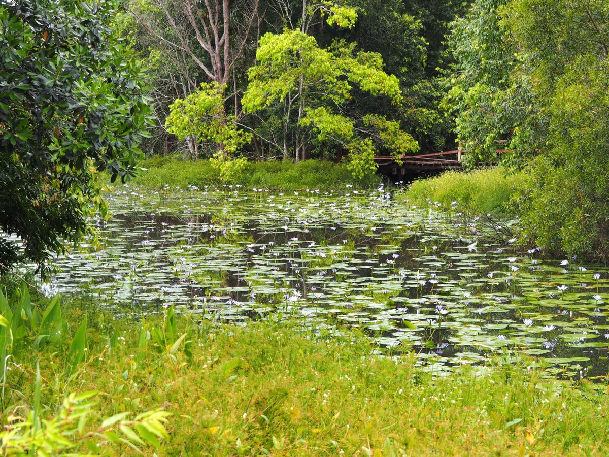 Lilypad Luxury Cabins Беллинген Экстерьер фото