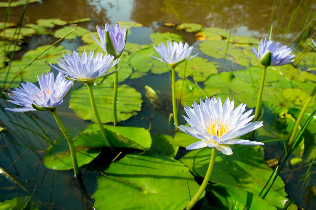 Lilypad Luxury Cabins Беллинген Экстерьер фото